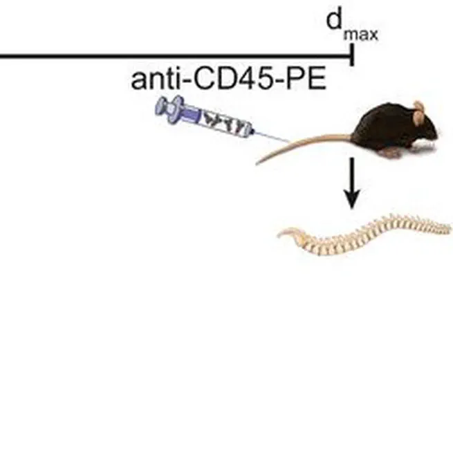 Bcl6 controls meningeal Th17-B cell interaction in murine neuroinflammation.