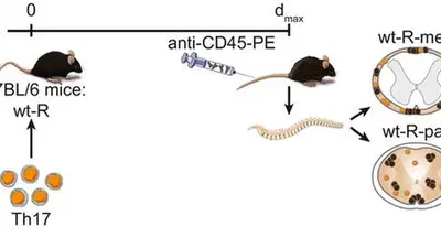 Bcl6 controls meningeal Th17-B cell interaction in murine neuroinflammation. featured image