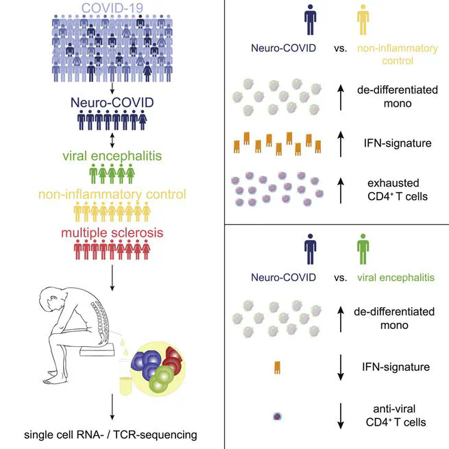 Neurological Manifestations of COVID-19 Feature T Cell Exhaustion and Dedifferentiated Monocytes in Cerebrospinal Fluid