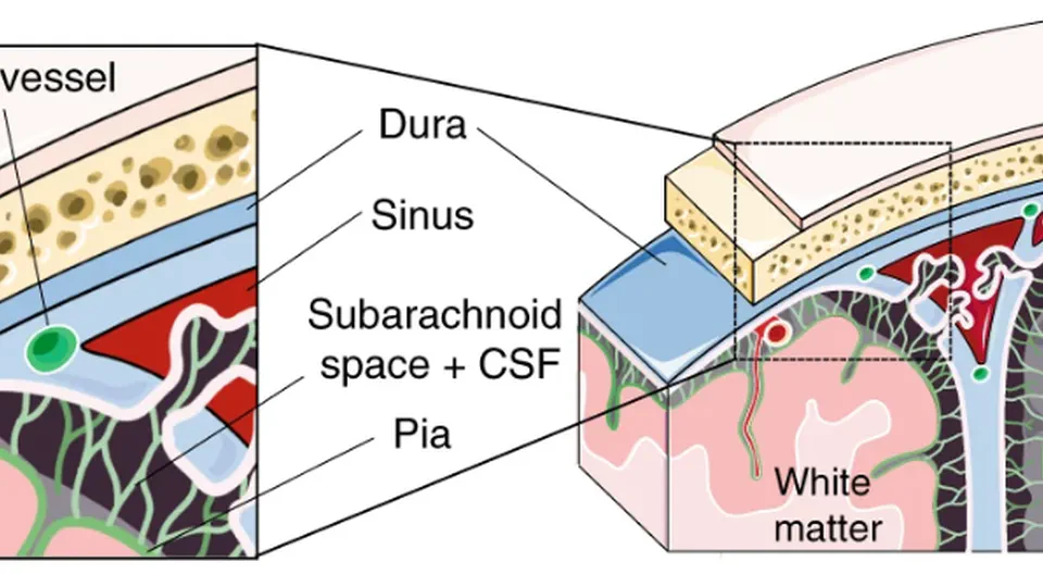 Single-cell profiling of CNS border compartment leukocytes reveals that B cells and their progenitors reside in non-diseased meninges.
