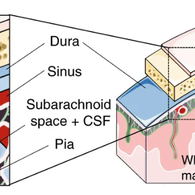 Single-cell profiling of CNS border compartment leukocytes reveals that B cells and their progenitors reside in non-diseased meninges.
